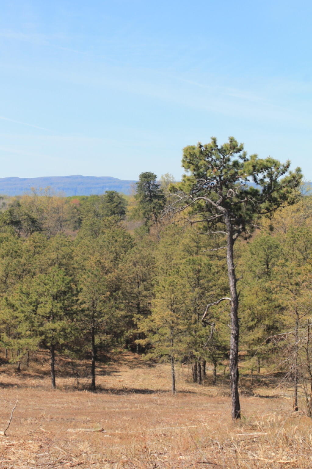 Photo: Lonely Pitch Pine