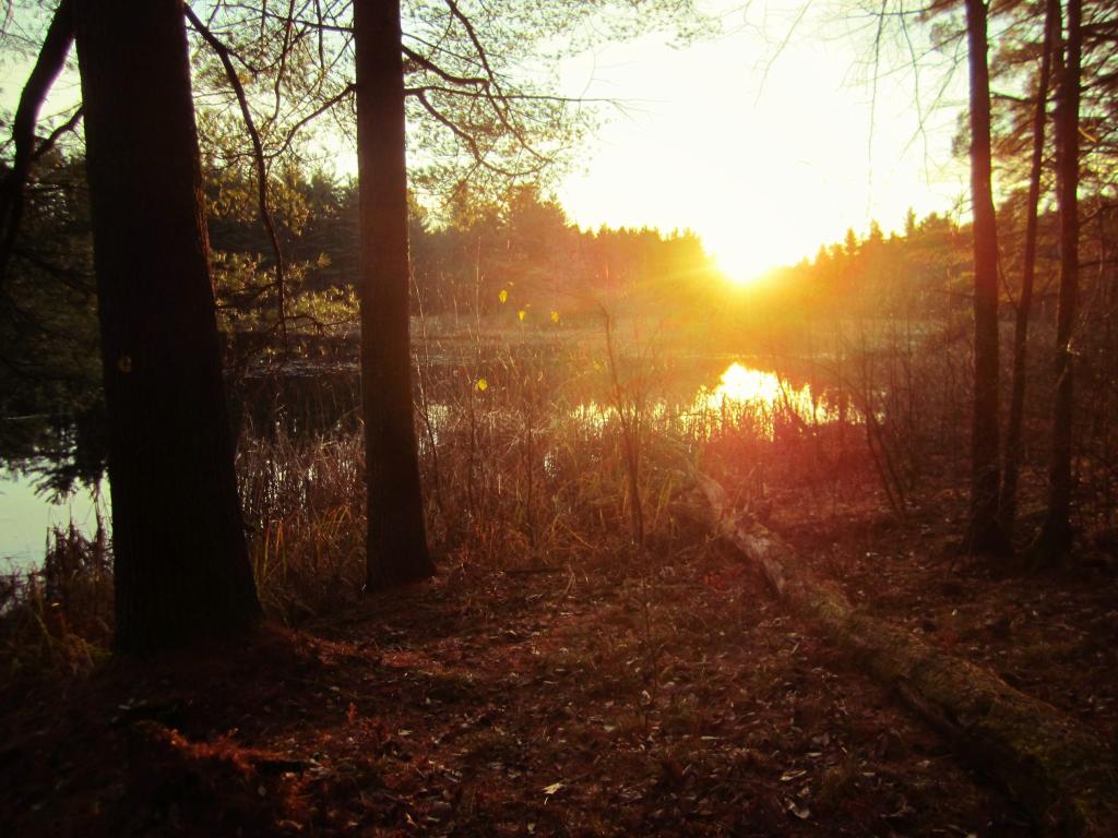 Photo: Morning at CCC Pond