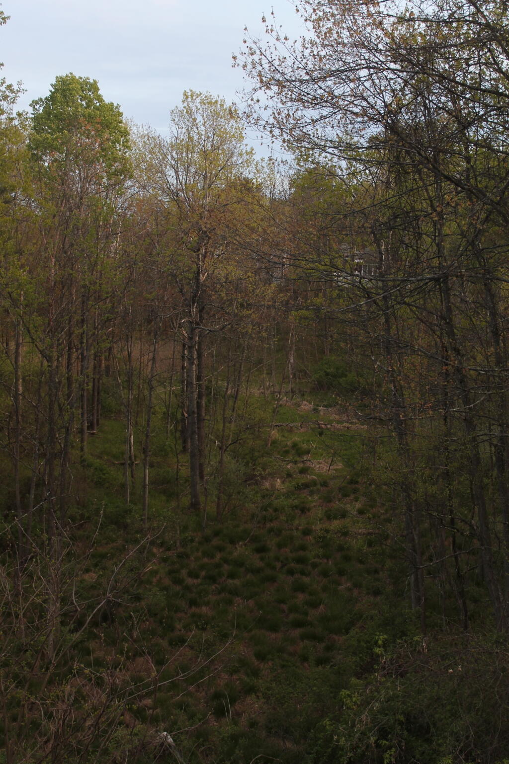 Photo: Marshy Woods