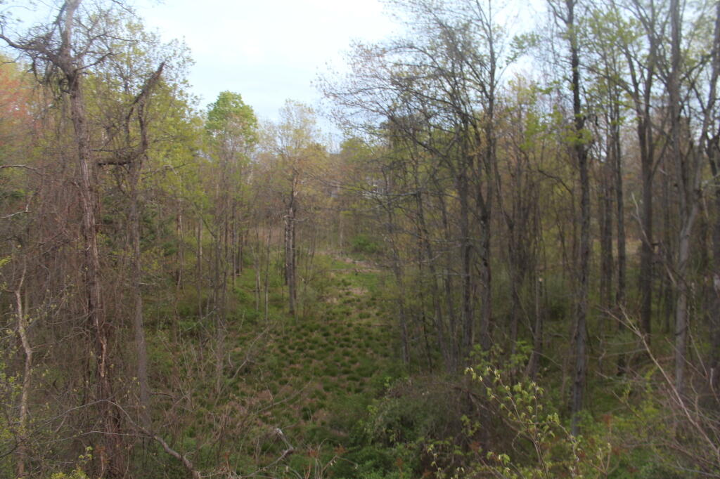 Photo: Woodlands