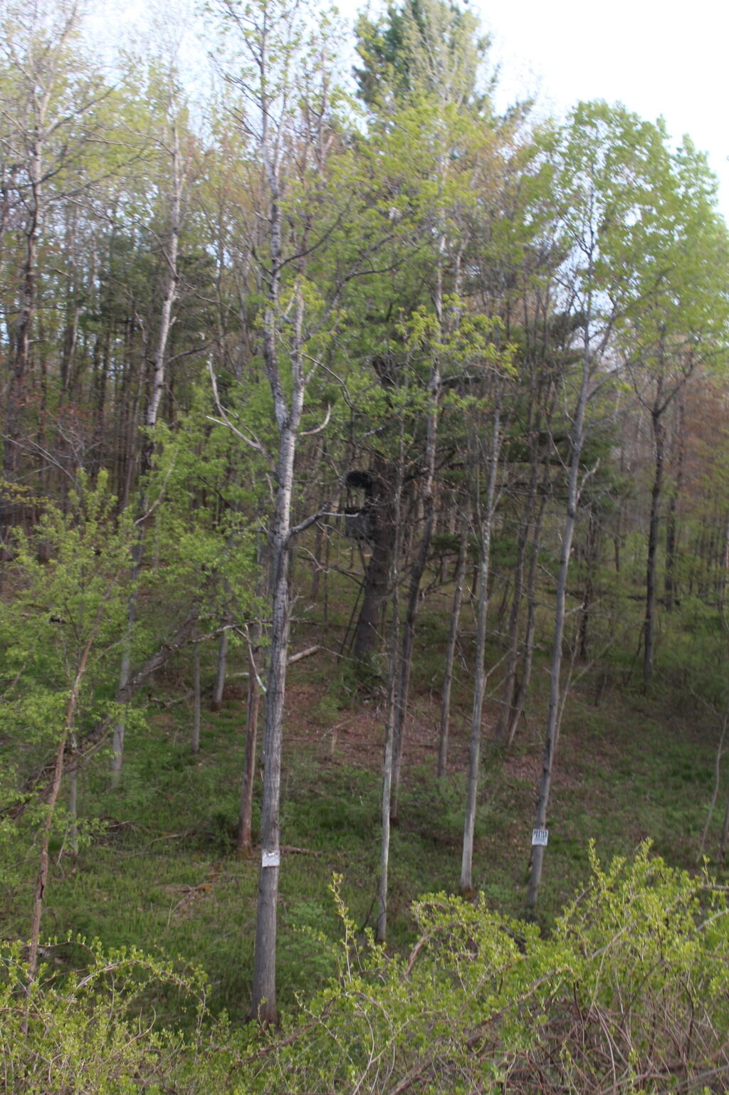 Photo: Tree Stand from Railroad Tracks