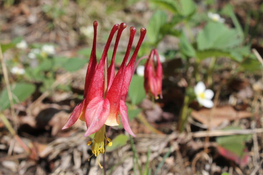 Photo: Red and Yellow