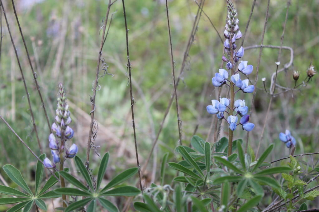Photo: It's Lupine Season