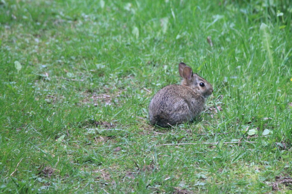 Photo: Rabbit