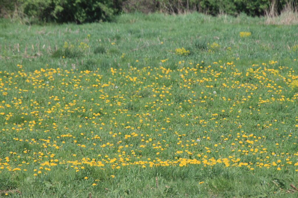 Photo: Dandelions
