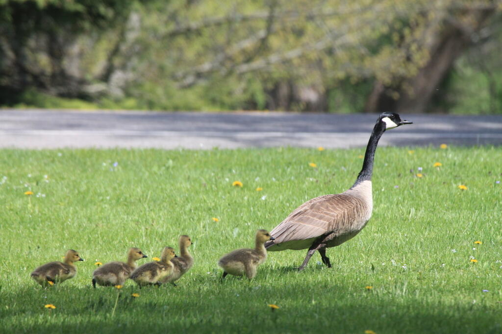 Photo: Leading the Gaggle of Geese
