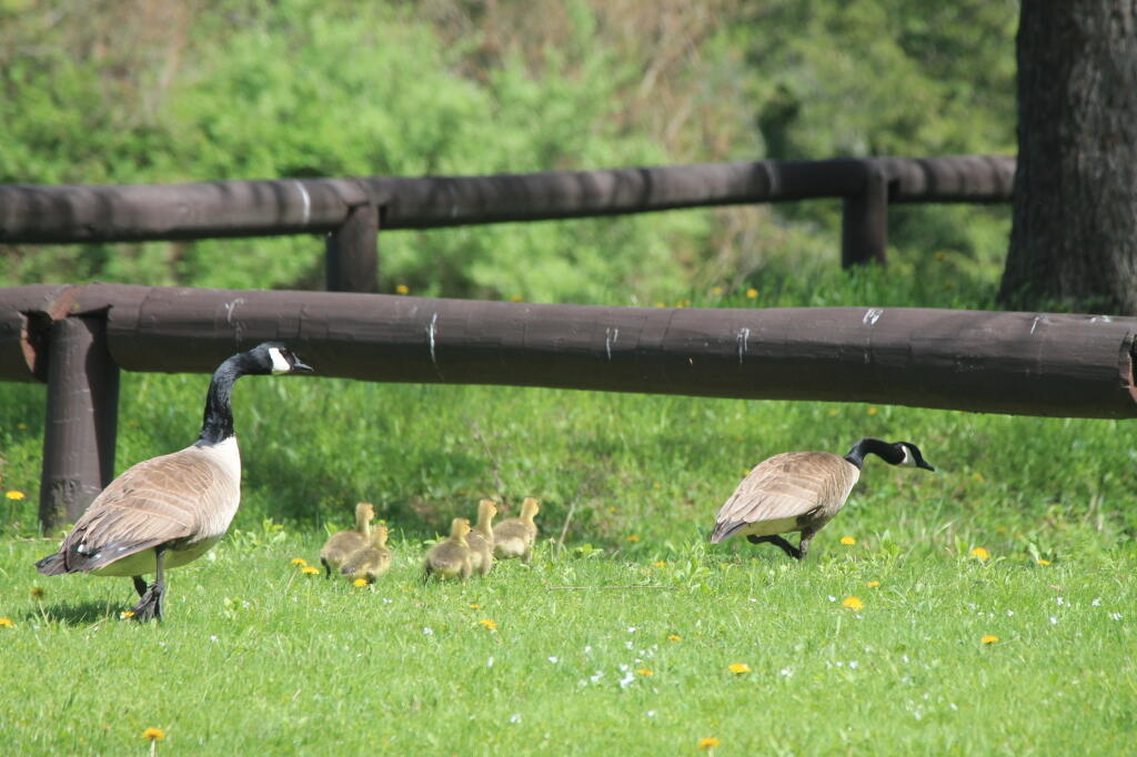 Photo: How Geese Do the Limbo
