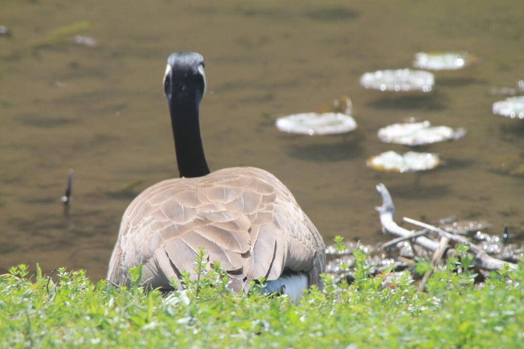 Photo: Nesting