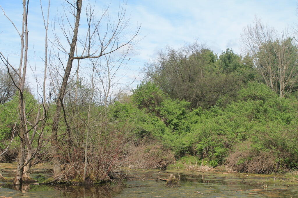 Photo: Marshy Ponds