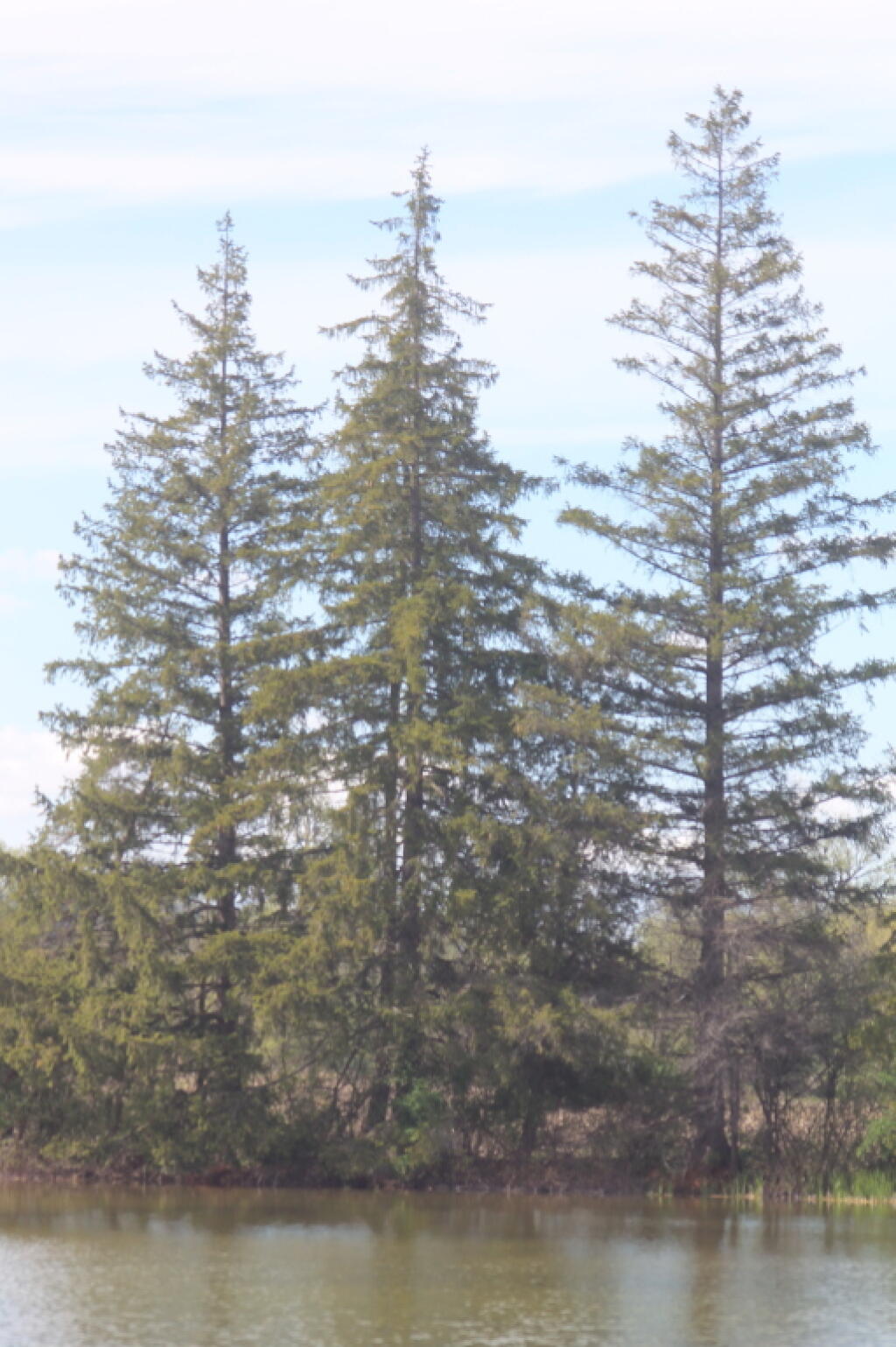 Photo: White Pines Along Adams Farm Parcel