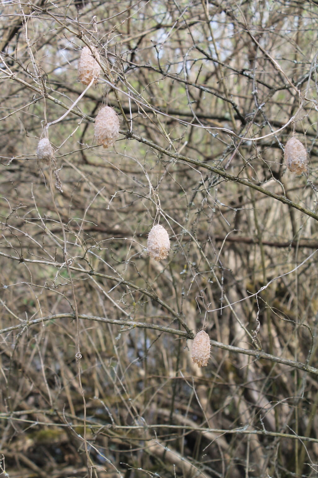 Photo: Willow Insect Galeries