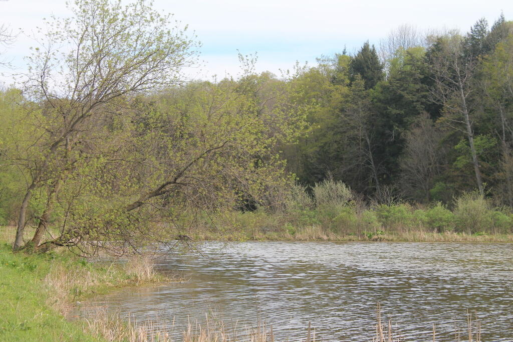 Photo: Pond