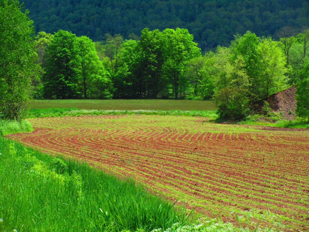 Photo: Rows of Corn Popping Up