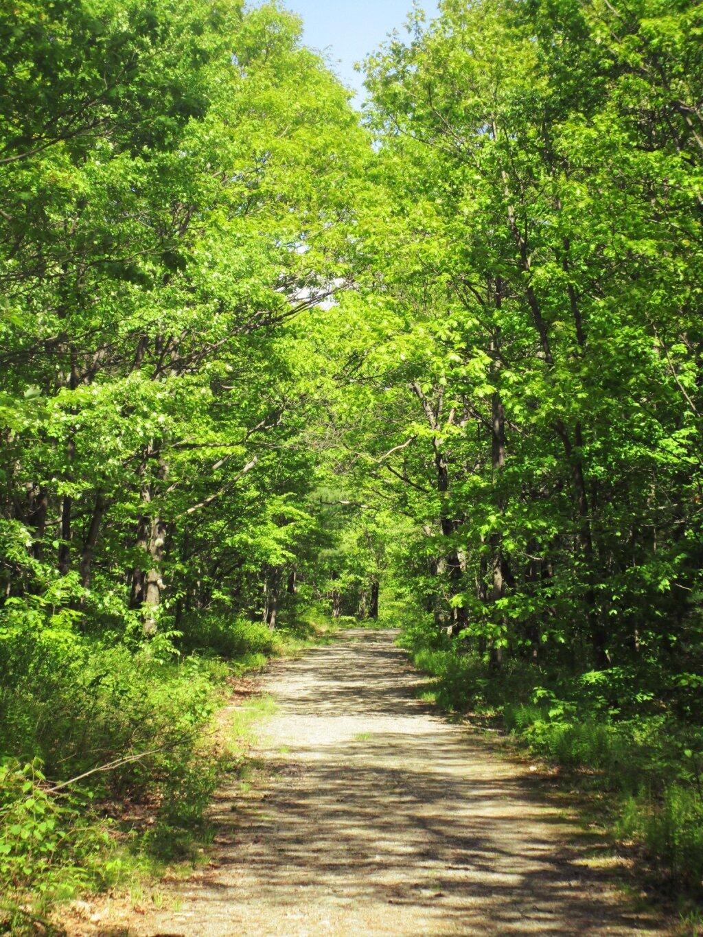 Photo: Old Woods Road To Top Of Harvey Mountain