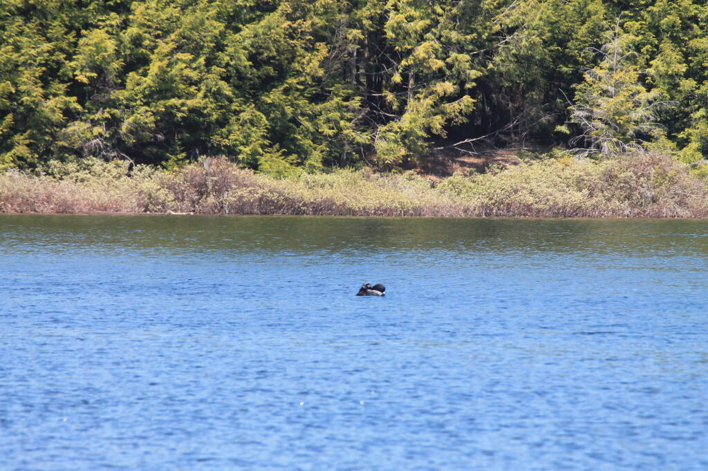 Photo: Loon