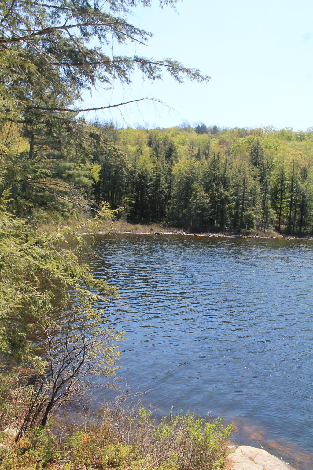 Photo: Edge of Murphy Lake