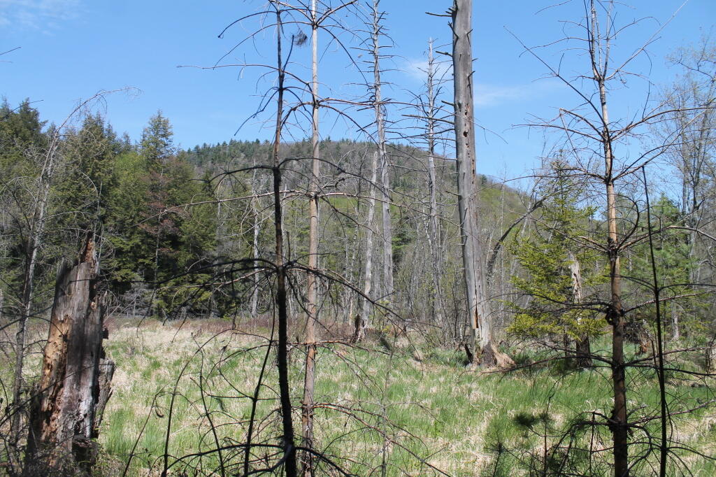 Photo: Swamp at Murphy Lake