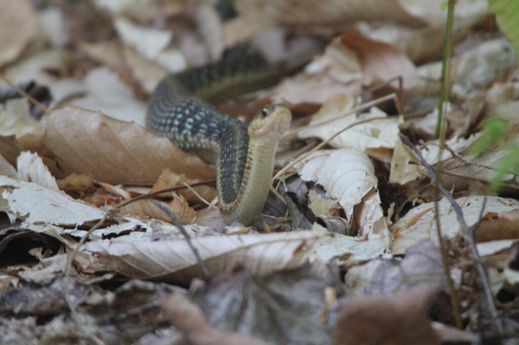 Photo: Snake 2 Photo: Snake 2