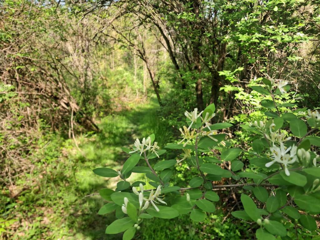 Photo: Stinky honeysuckle [Expires May 30 2026]