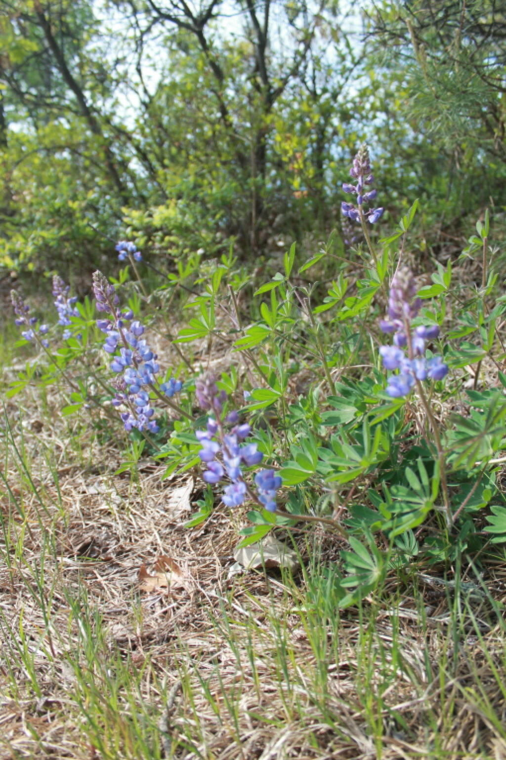 Photo: Lupine Plants