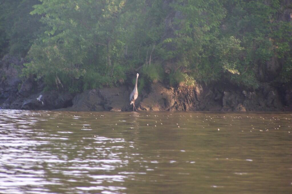 Photo: Great Blue Heron