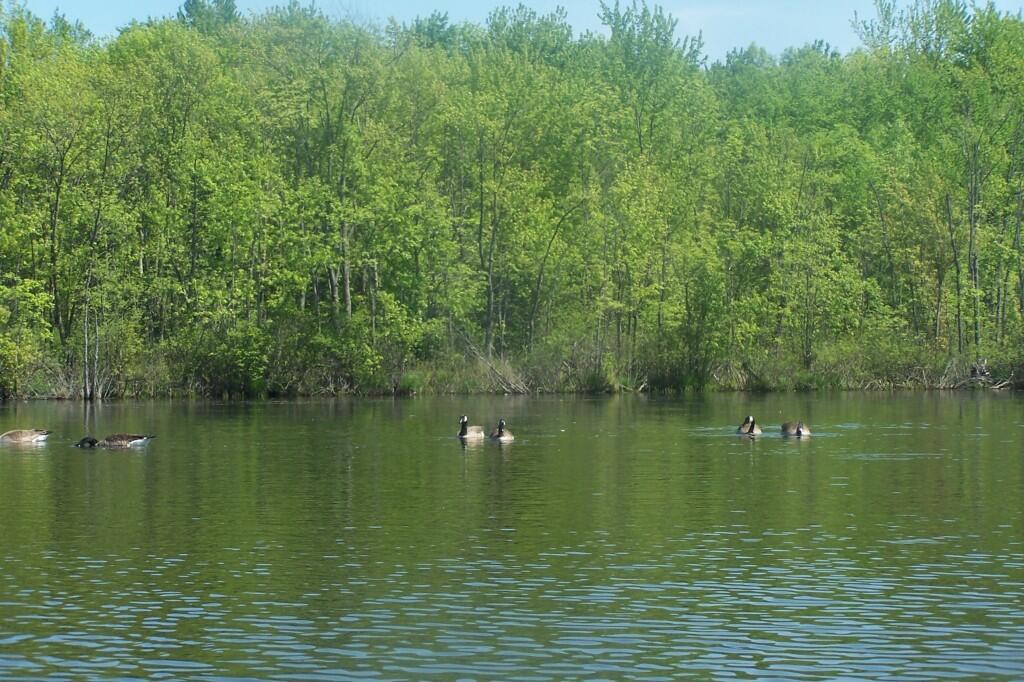 Photo: Geese