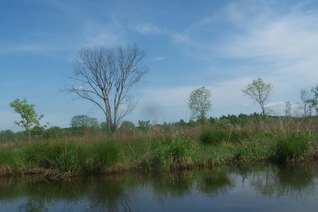 Photo: More Wetlands