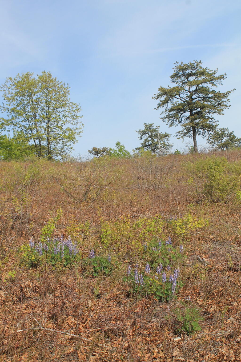 Photo: Lupine on Overlook Dune