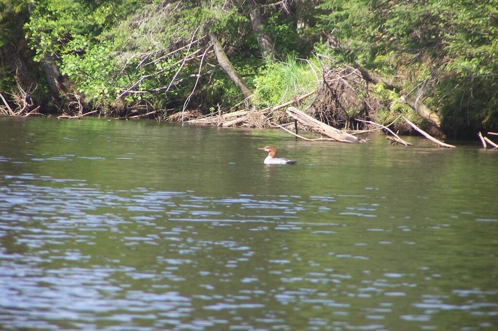 Photo: Loon