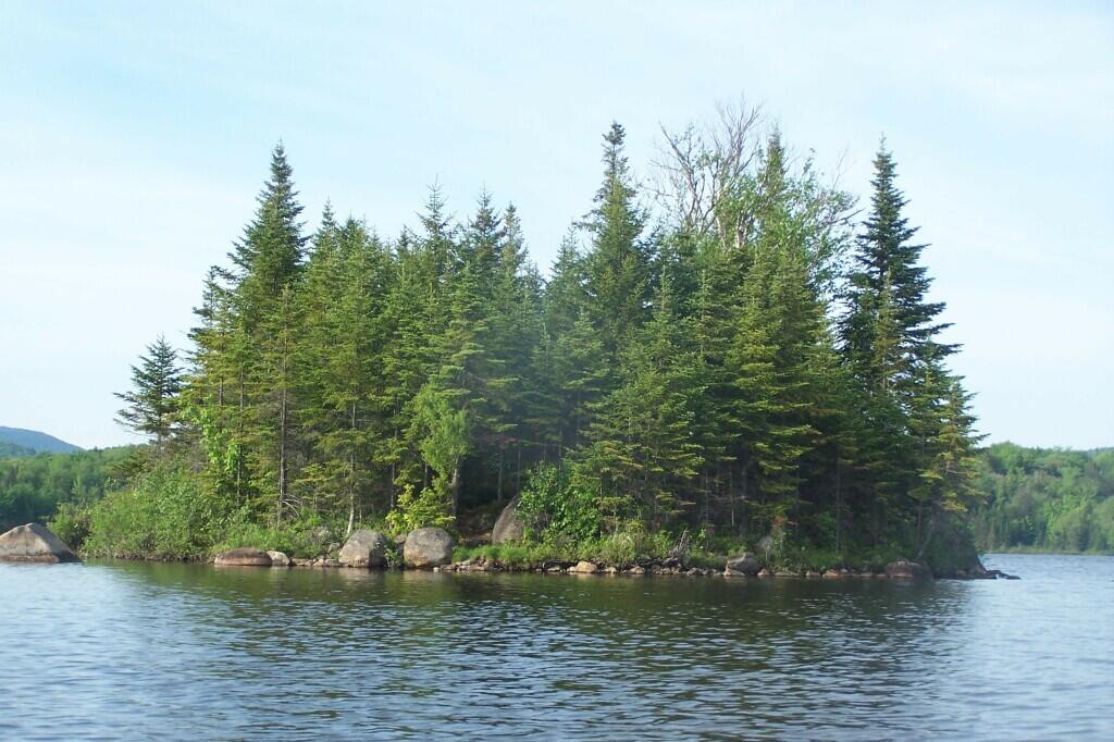 Photo: Pitch Pine