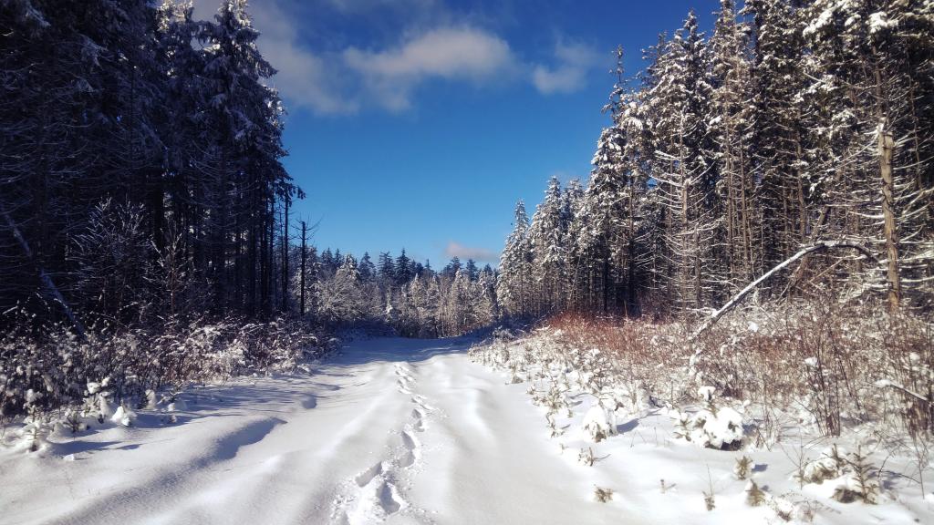 Photo: Pines