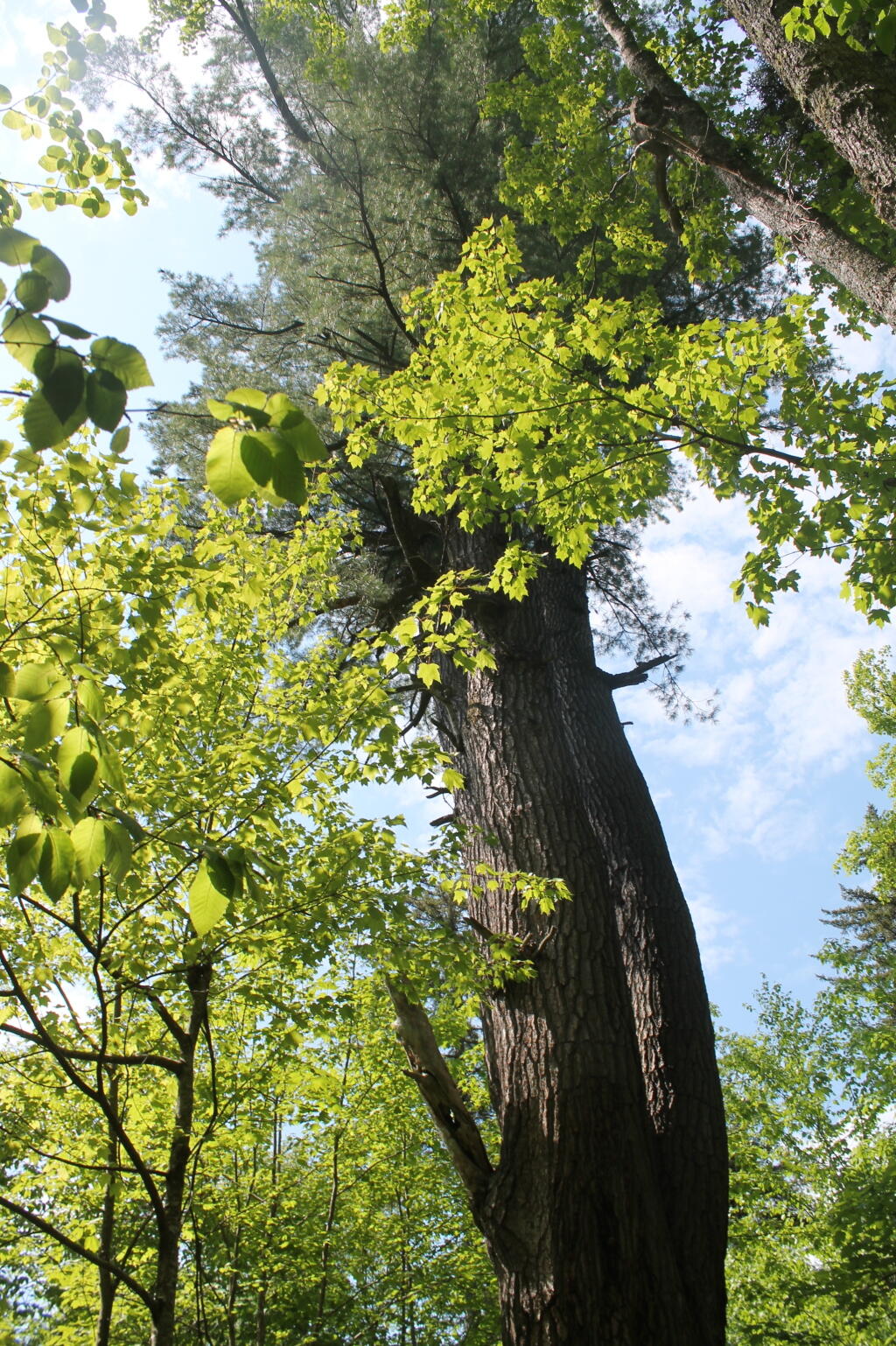Photo: Old Growth Tree