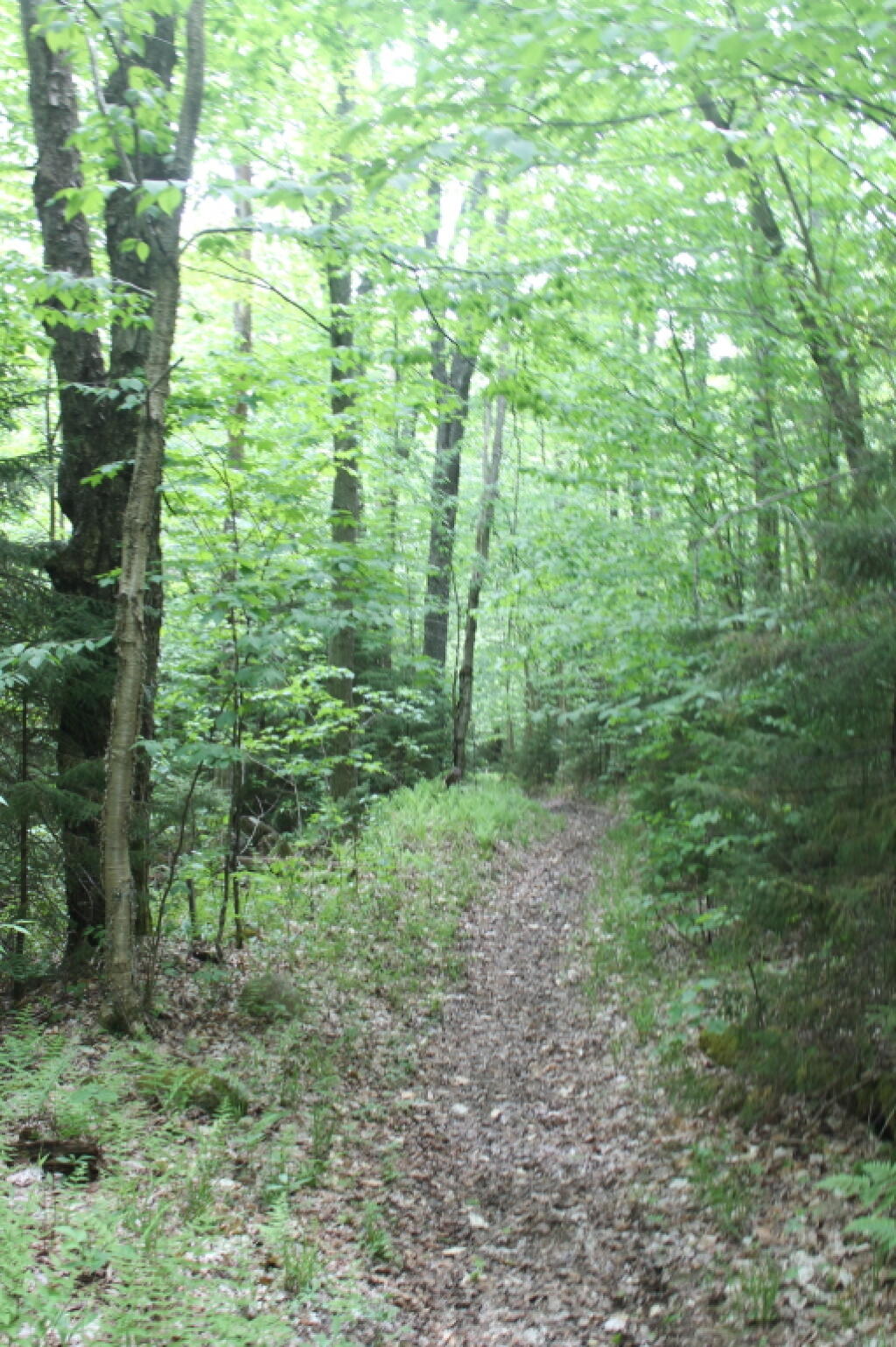 Photo: Along the Trail