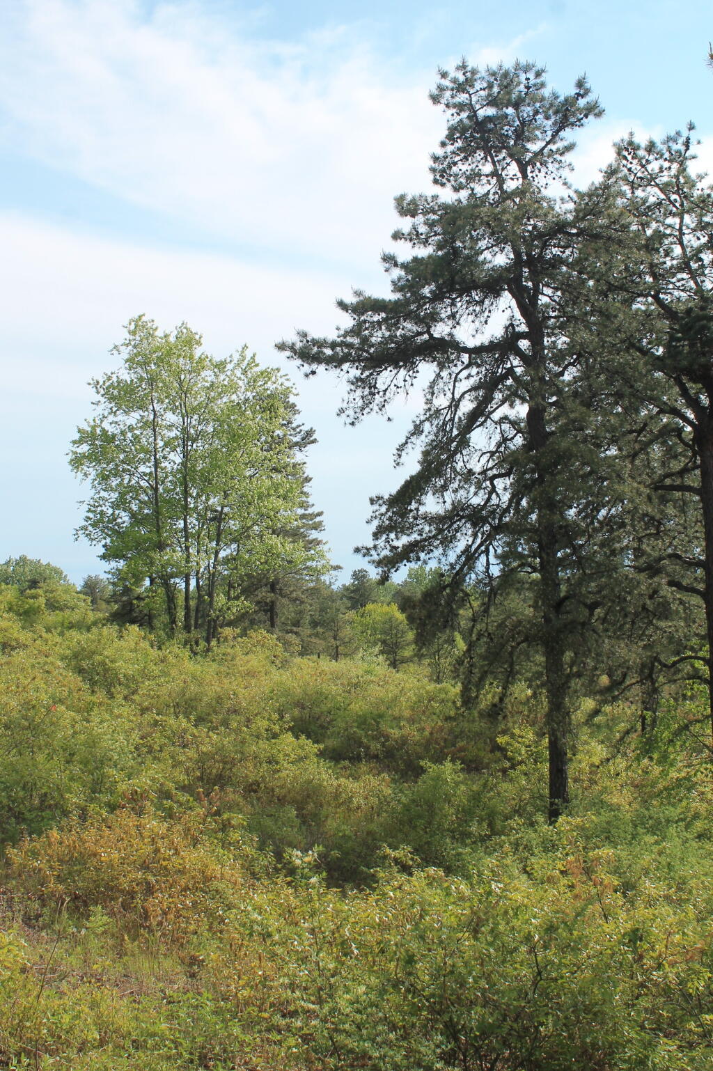Photo: Northwest from Blueberry Hill
