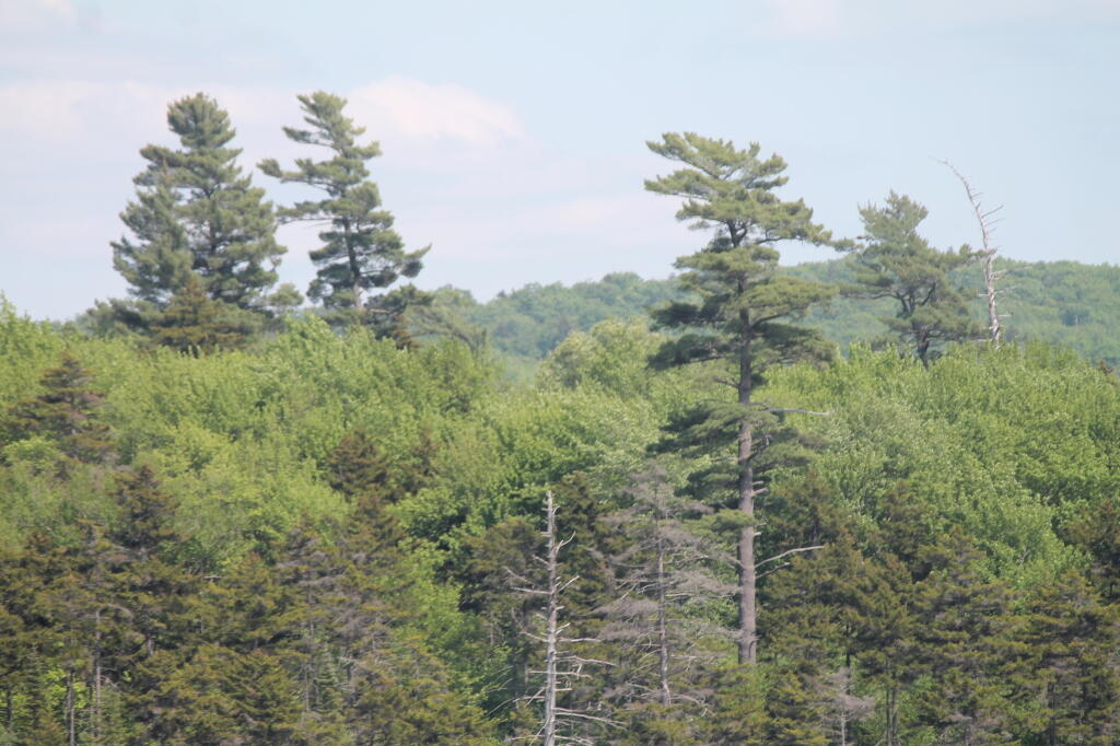 Photo: Some Tall White Pines