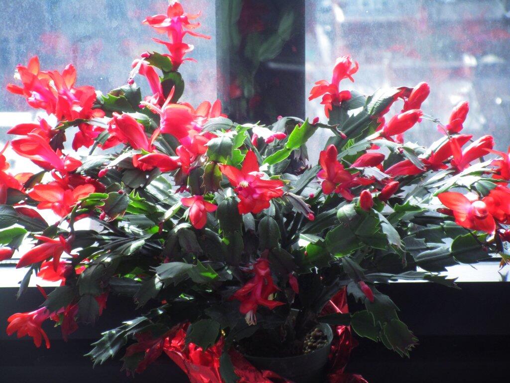 Photo: Today In Christmas Cactcus, February 15