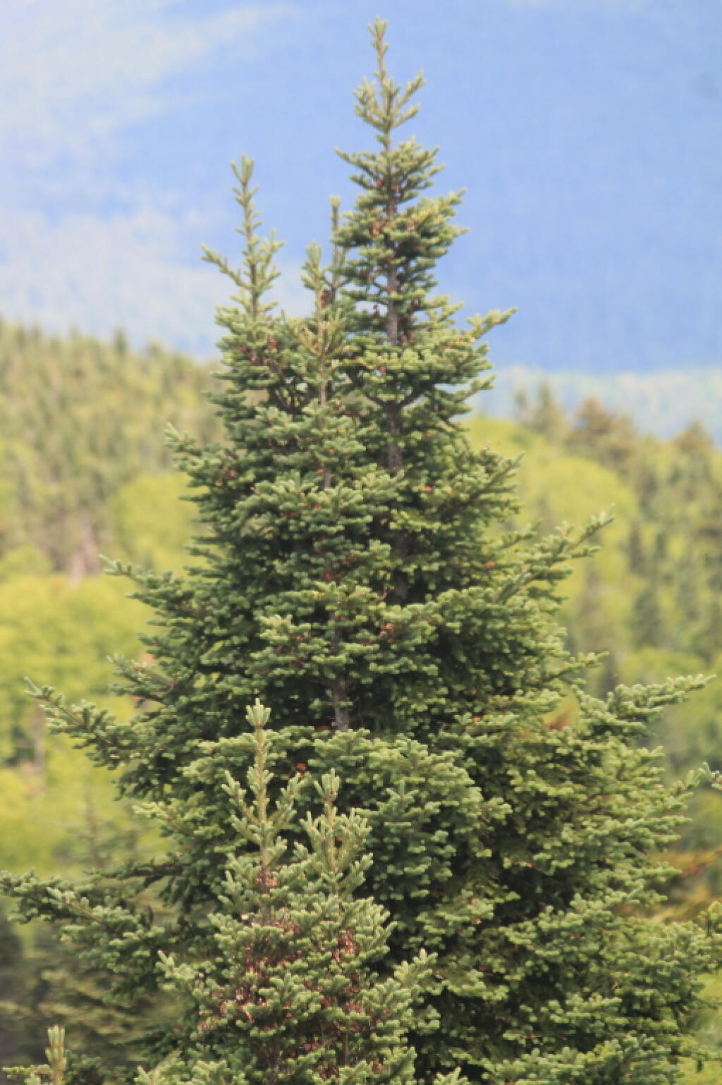 Photo: Tree