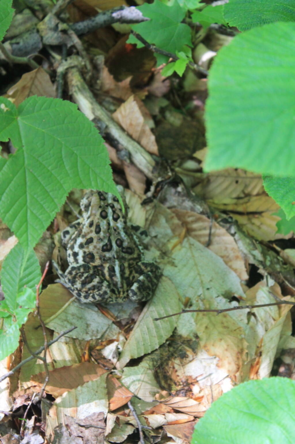 Photo: Toad