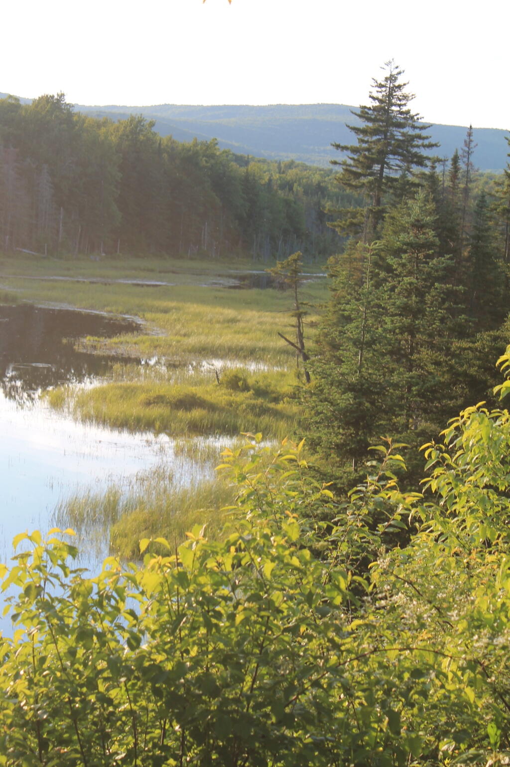 Photo: Shep Meadow in Evening