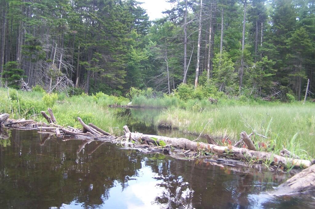 Photo: Pond Outlet