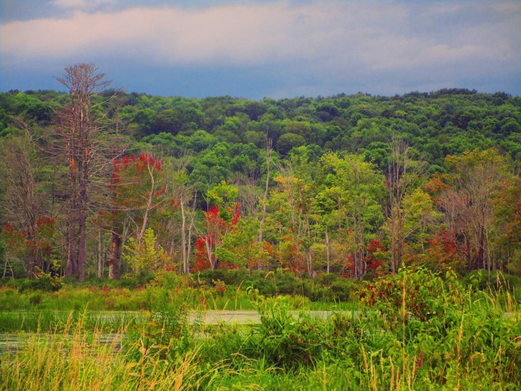 Photo: Backwaters of Whitney Point Reservior