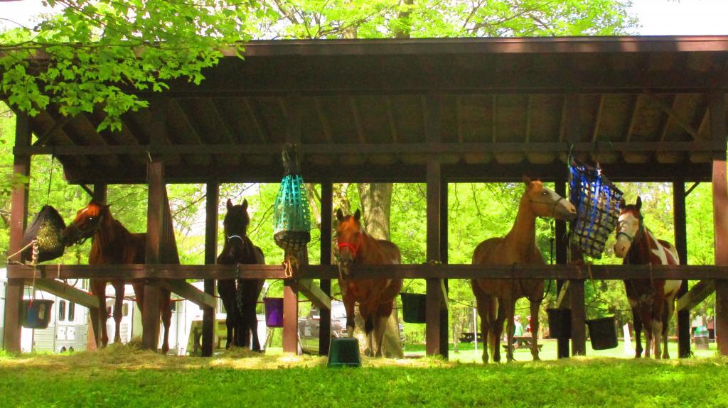 Photo: Horseys