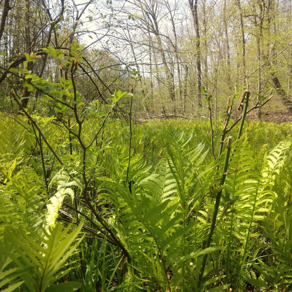 Photo: Ferns