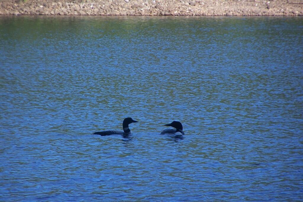 Photo: Loons