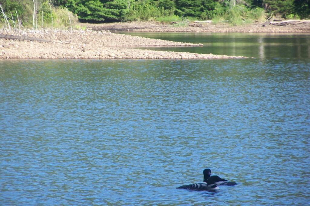 Photo: Loons Along the Shoreline