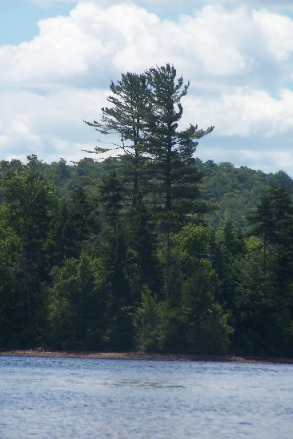 Photo: Another Tall White Pine