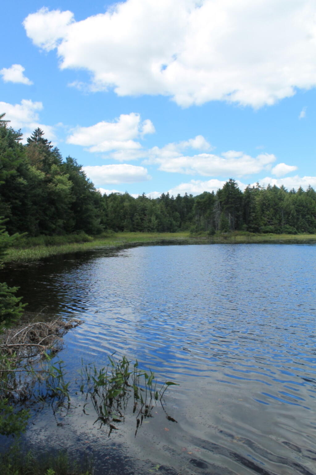 Photo: Reeds Pond