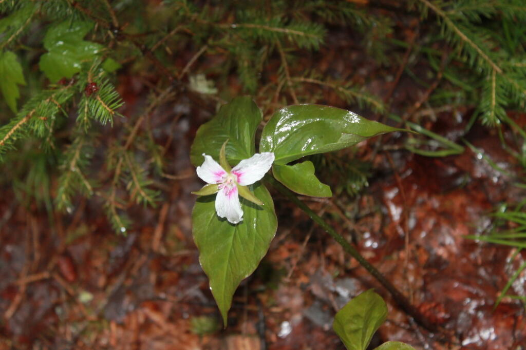 Photo: White Flower