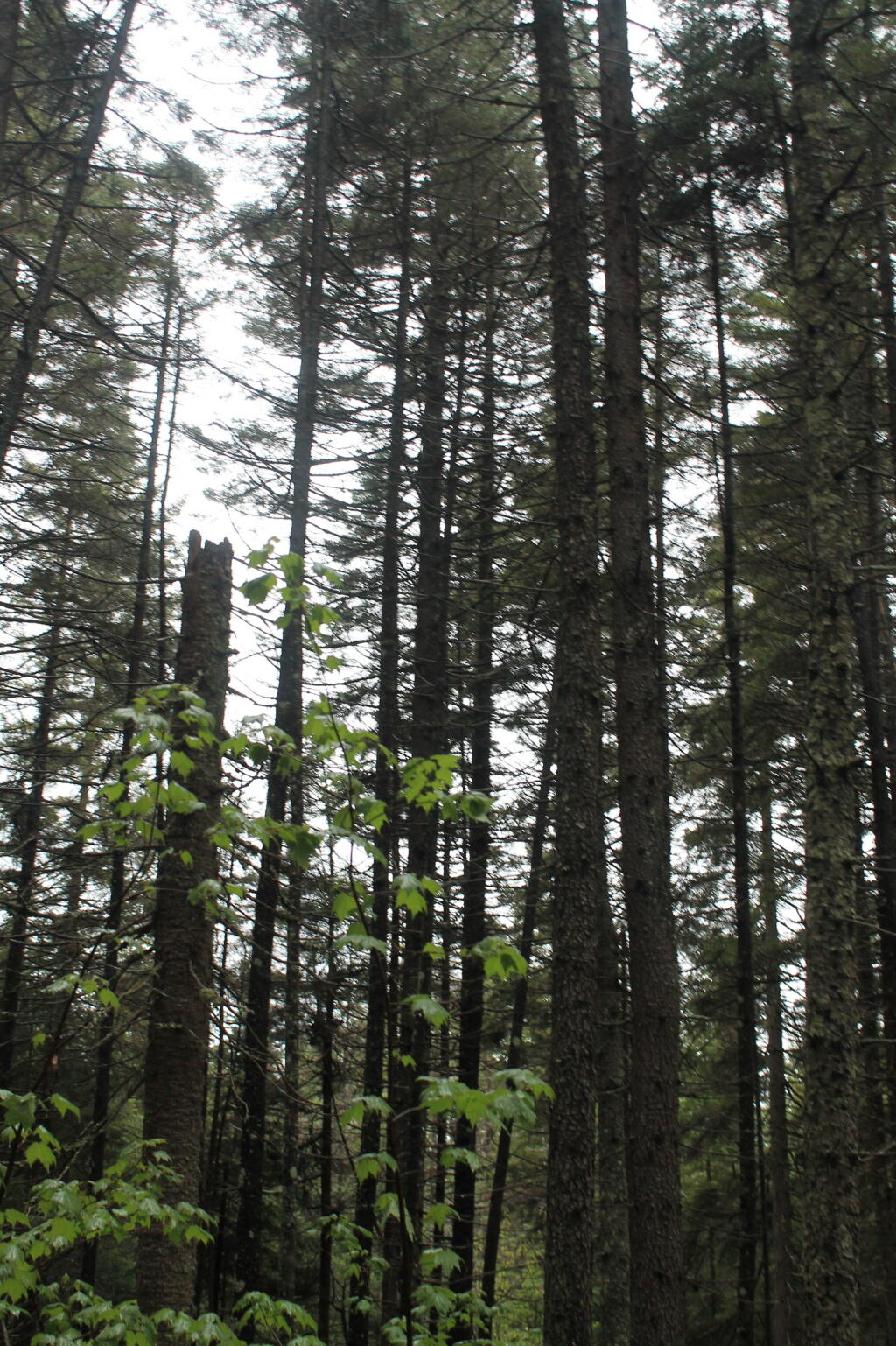 Photo: Spring on Trail