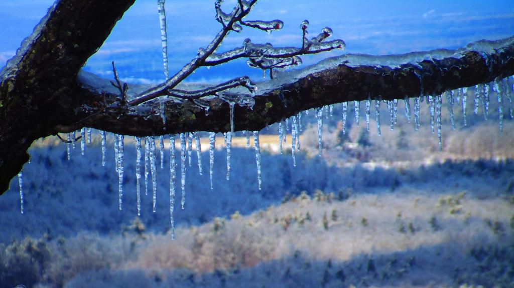 Photo: Icles